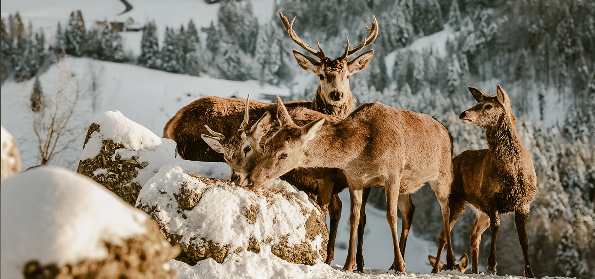 Bergkristall - Mein Resort im Allgäu | Bild 23