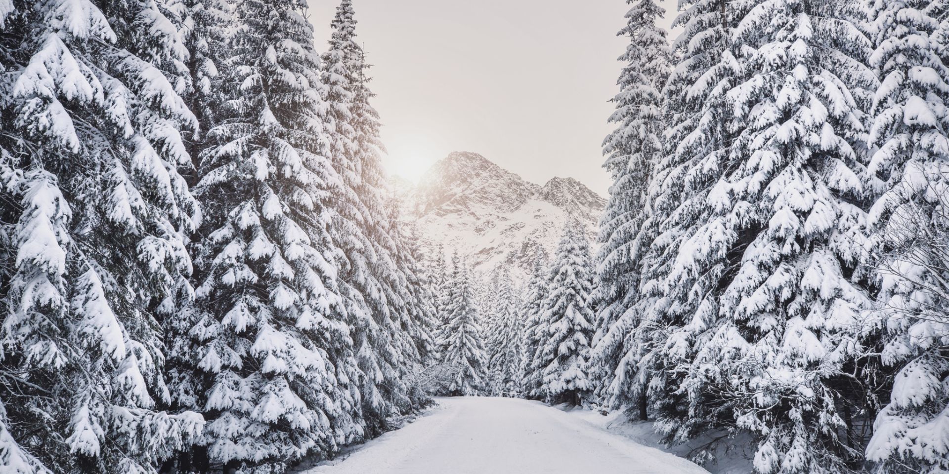 die HOCHKÖNIGIN ****S | Bild 5
