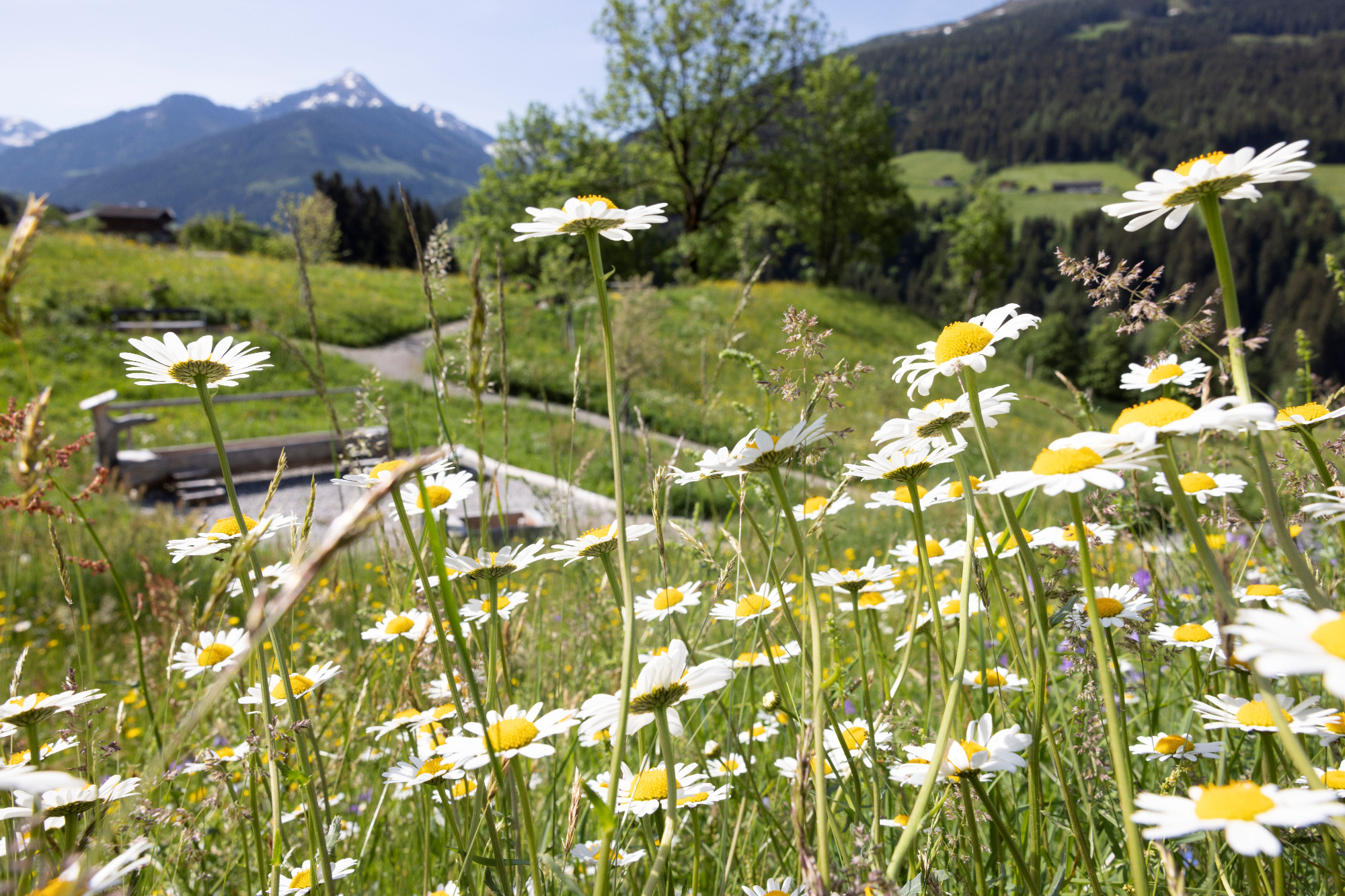 Natursole: Foto vom Wellnesshotel Mountain & Spa Resort Alpbacherhof****s | Wellness Tirol