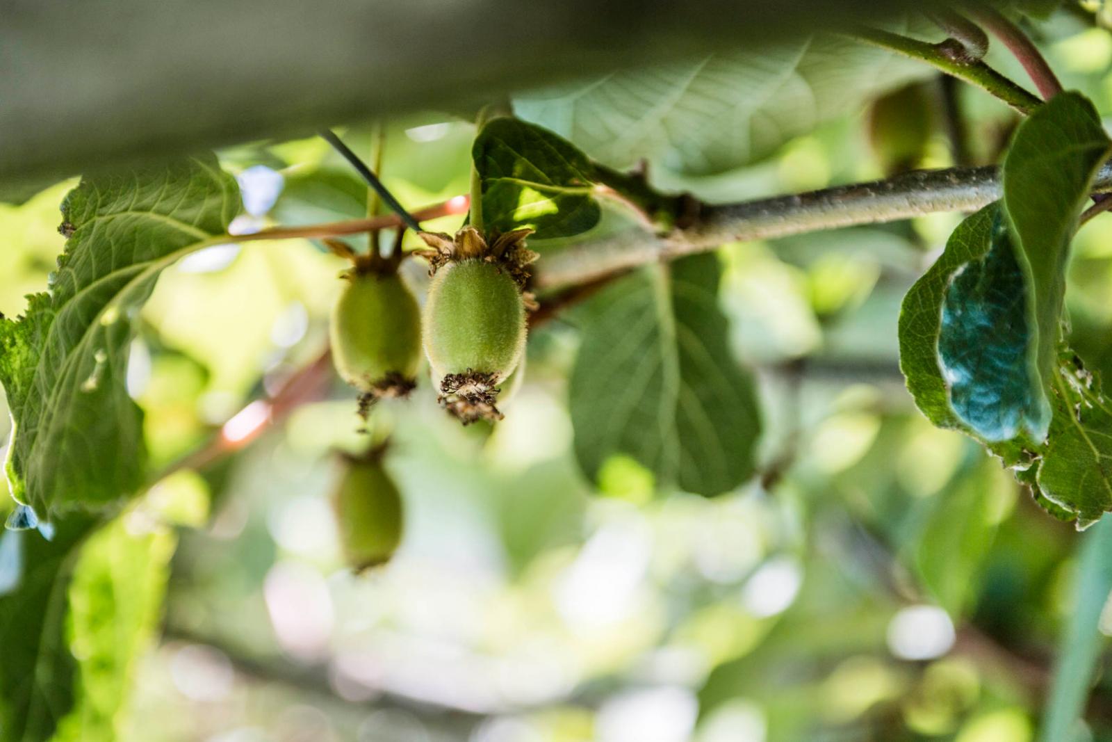 Hotel Zirmerhof Bilder | Bild 17