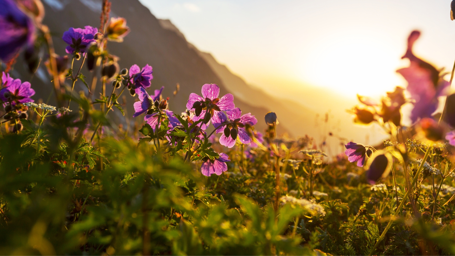 Königshof Hotel Resort | Bild 18