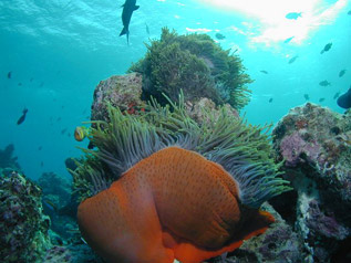 Royal Island Resort & Spa Bilder | Bild 14