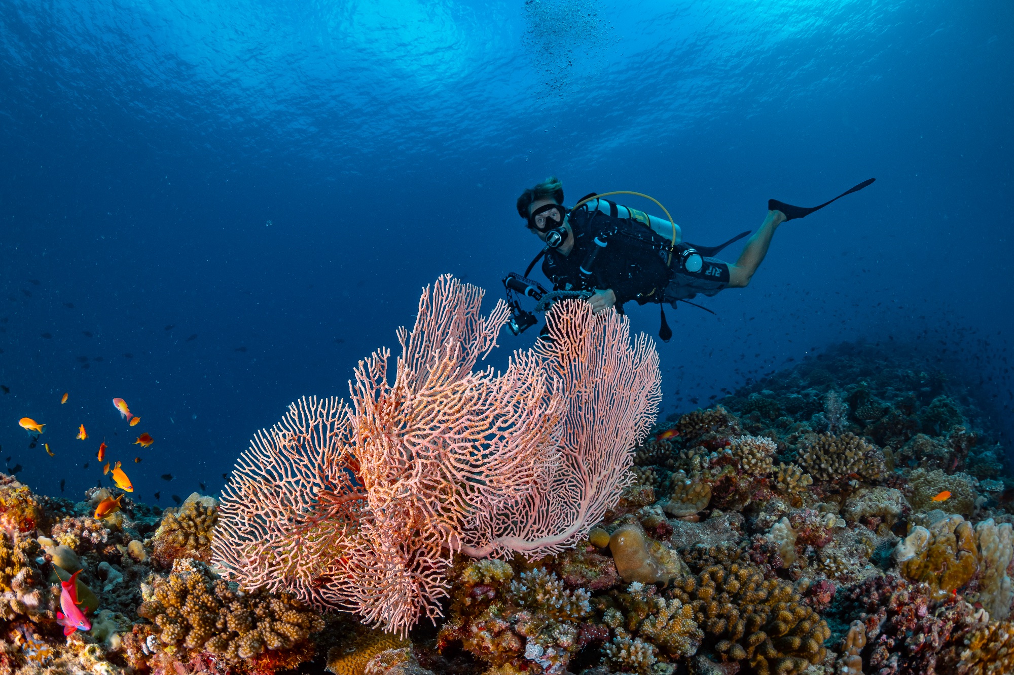 The Westin Maldives Miriandhoo Resort Bilder | Bild 30